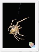 Garden Spider * Garden Spider * (6 Slides)
